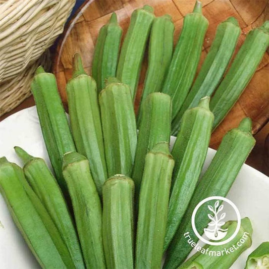 Clemson Spineless Okra Seeds - Heirloom, Non-GMO Vegetable Garden