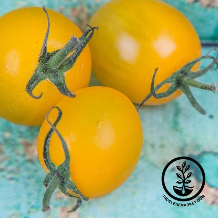 Buy Tomato Seeds - Sunsugar Hybrid, Intermediate | Vegetable Garden