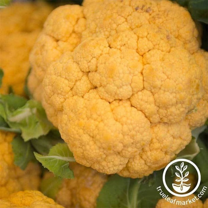 Cheddar Hybrid Cauliflower Seeds | Vegetable Gardening Seed - Free S&H