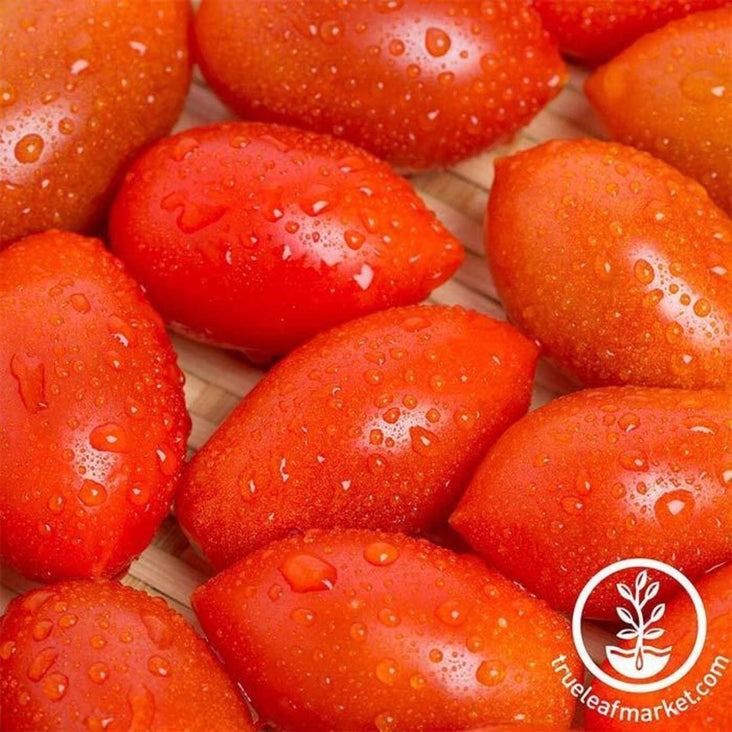 Tomato Seed | Sugary Hybrid