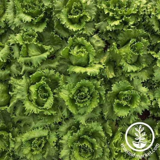 Non-GMO Salinas Crisphead Lettuce | Salinas Lettuce Vegetable Garden Seed