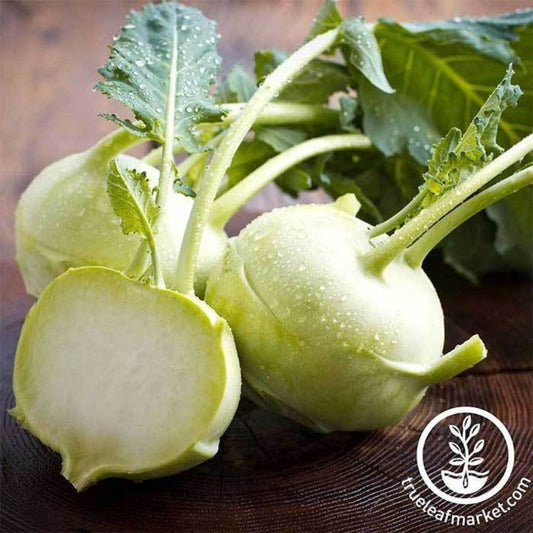 Non-GMO Early White Vienna Kohlrabi | Kohlrabi Organic Garden Seed