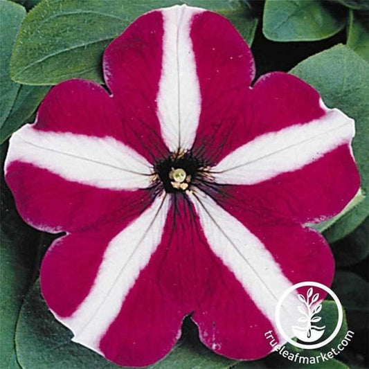 Madness Series Petunia Flower Seeds, Pelleted, AKA: Floribunda Petunia