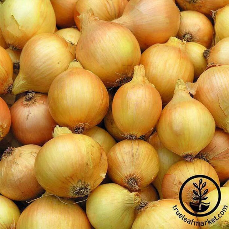 Onion Seeds - Utah Yellow Sweet Spanish | Non-GMO & Heirloom -Free S&H