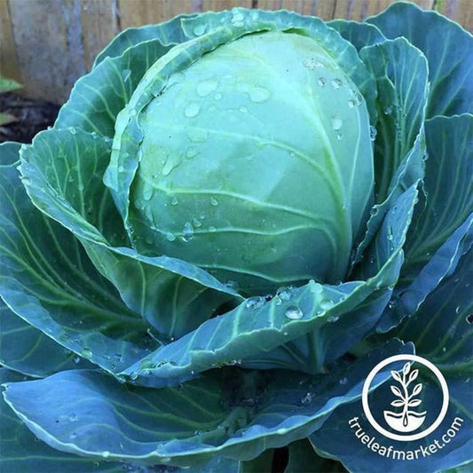 Heirloom Golden Acre Cabbage Seeds | Non-GMO Vegetable Gardening Seeds