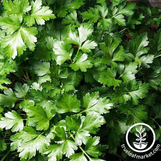 Heirloom Parsley Seeds | Dark Green Italian Flat-leaf - Non-GMO Seeds