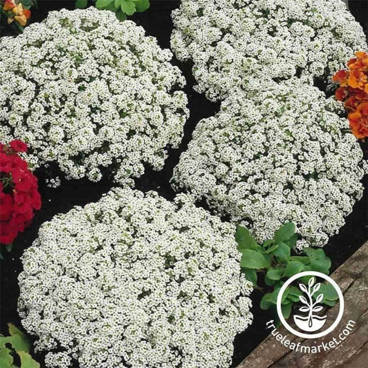 Snow Crystals Alyssum Flower Gardening Seeds | Open Pollinated Seeds