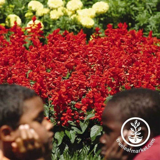 Salvia Seed | Red Hot Sally II