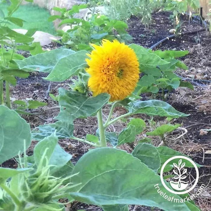 Sunflower Seed | Teddy Bear