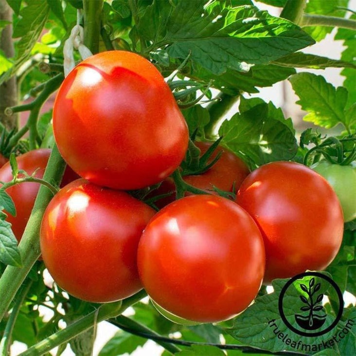 Heirloom Tomato Seed - Oregon Spring | Non-GMO Vegetable Gardening