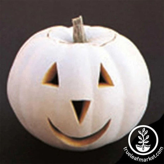 Pumpkin Seeds - Lumina | Halloween Pumpkin Seeds - Heirloom, Non-GMO