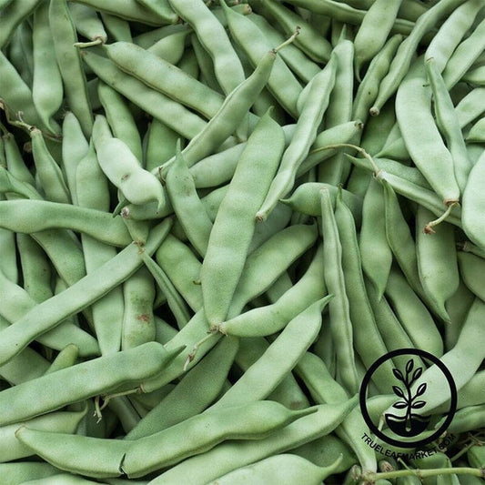 Roma II Bush Beans | Vegetable Garden Seed by MVseeds
