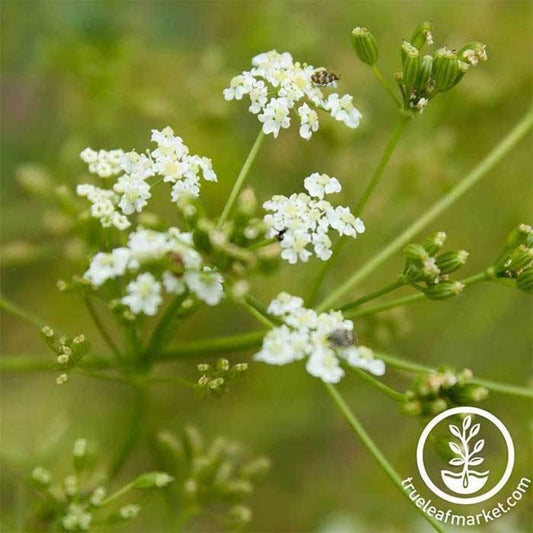 Caraway Seeds | Heirloom, Non-GMO Culinary Herb Garden Seed - Free S&H