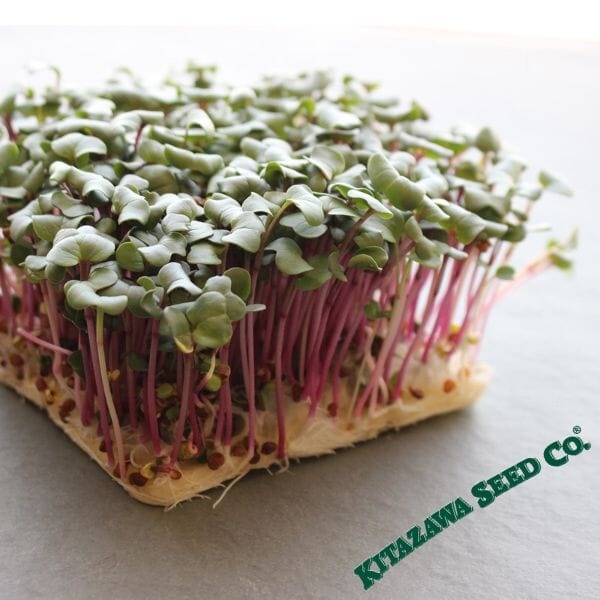 Organic Hong Vit Radish Microgreens Seeds | Microgreens Seed Company