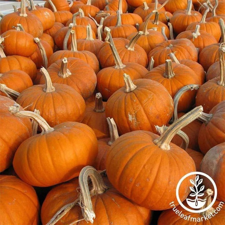 Heirloom Pumpkin Seeds - Baby Bear | Miniature Small - Free Shipping