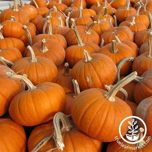 Heirloom Pumpkin Seeds - Baby Bear | Miniature Small - Free Shipping