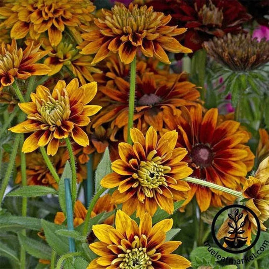 Rudbeckia Flower Seeds - Cherokee Sunset | Rudbeckia hirta - Free S&H