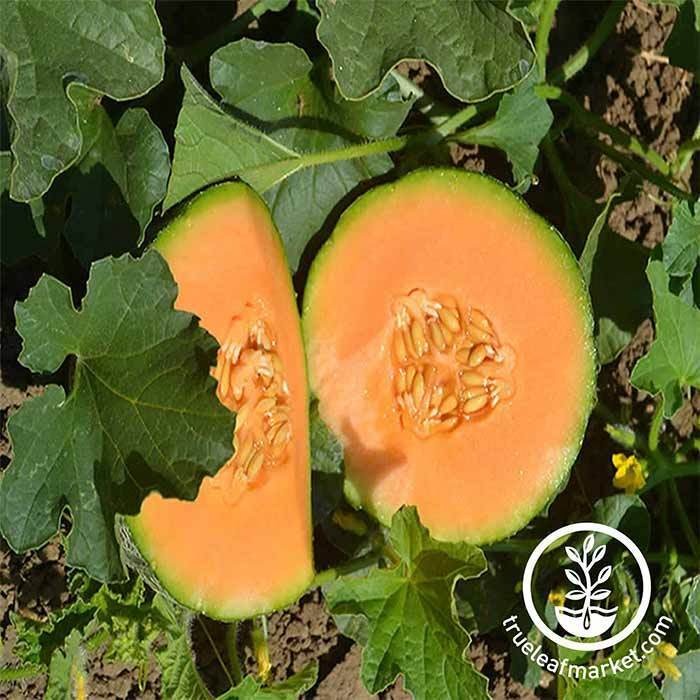 Heirloom Cantaloupe Melon Seed - Minnasota Midget - Non-GMO Fruit Seed