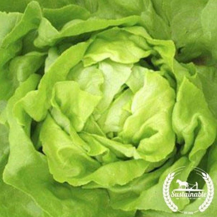 Organic Butterhead Lettuce Seeds - Buttercrunch | Heirloom, Non-GMO