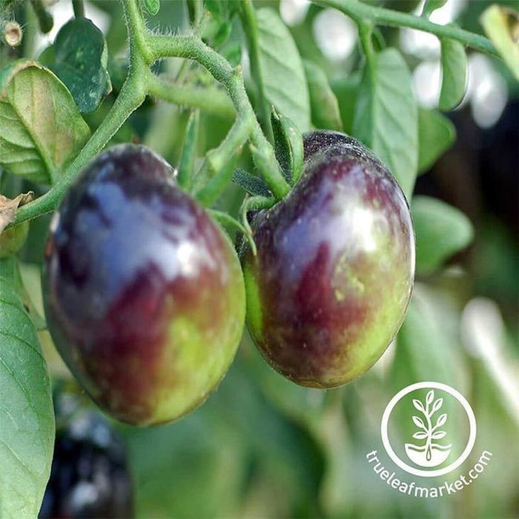 Heirloom Tomato Garden Seeds - Indigo Rose | Non-GMO Vegetable Seeds