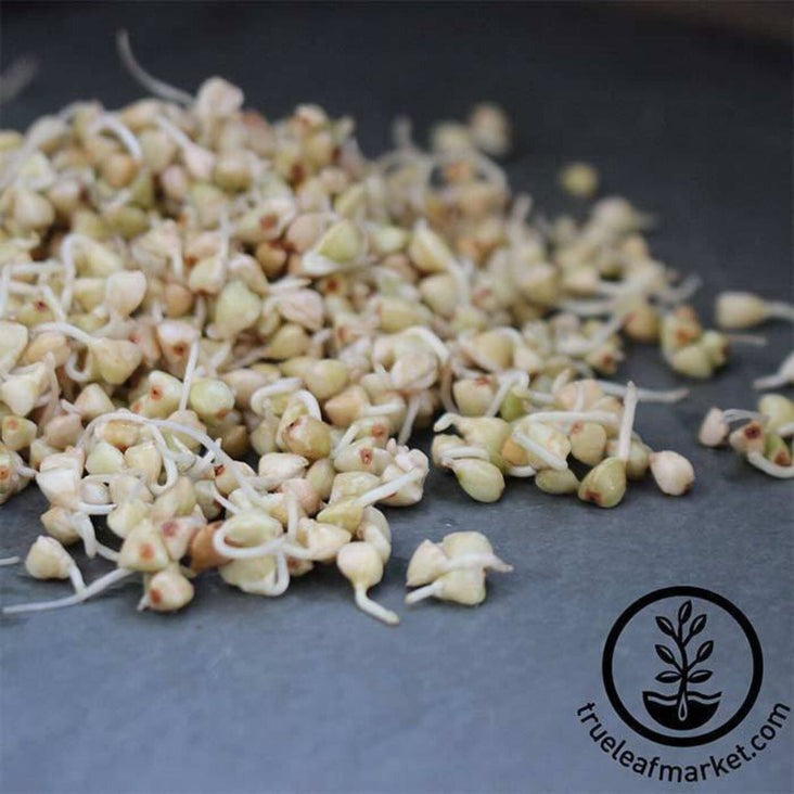 Organic Hulled Buckwheat Groats | Hulled Buckwheat