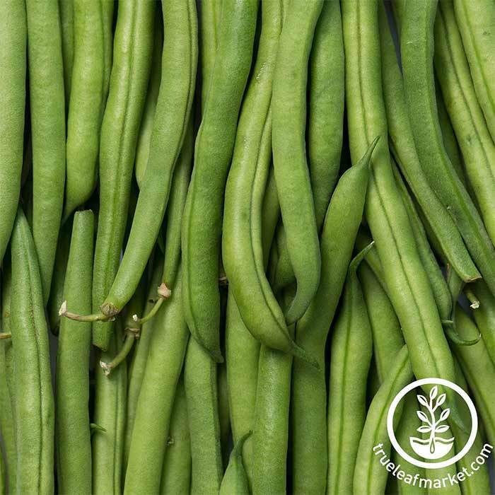 Slenderette Bush Bean Seeds: Bulk & Wholesale Available