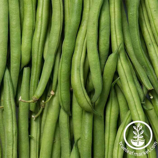 Slenderette Bush Bean Seeds: Bulk & Wholesale Available
