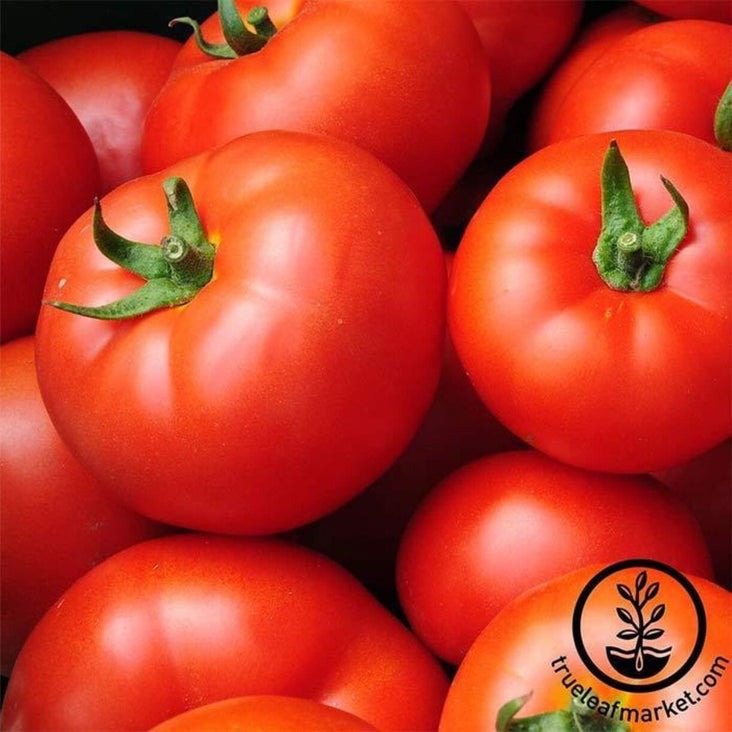 Tomato Seeds - Early Girl Hybrid | Buy Farm & Garden Vegetable Seeds