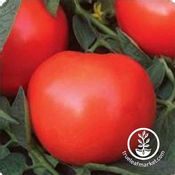 Tomato Seed | Phoenix Hybrid