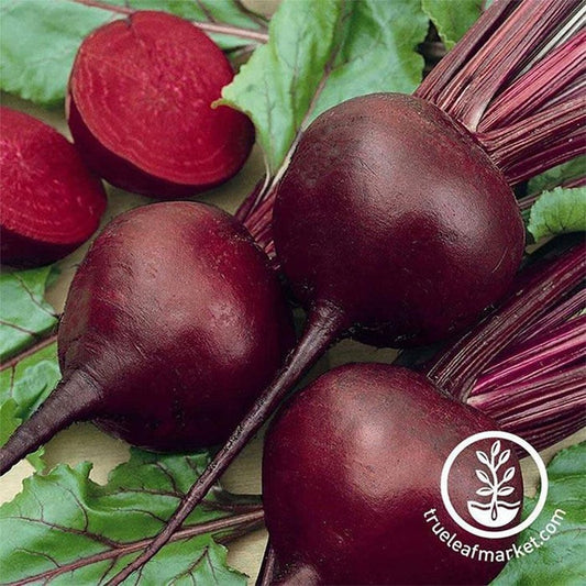 Detroit Dark Red Beet Seeds | Garden Vegetable Seed- Non-GMO, Heirloom