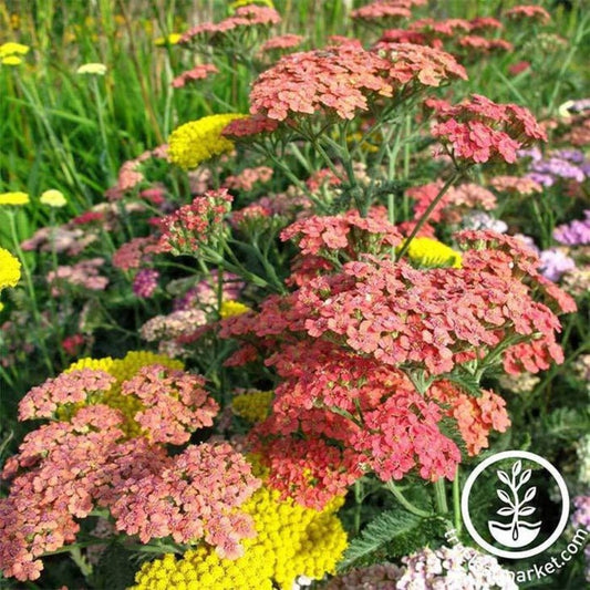 Achillea Flower Seeds (Yarrow) - Summer Pastels Seed Mix - Perennial