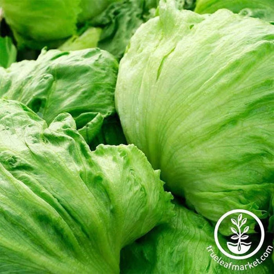 Non-GMO Crisphead Iceberg Lettuce | Iceberg Lettuce Vegetable Garden Seeds