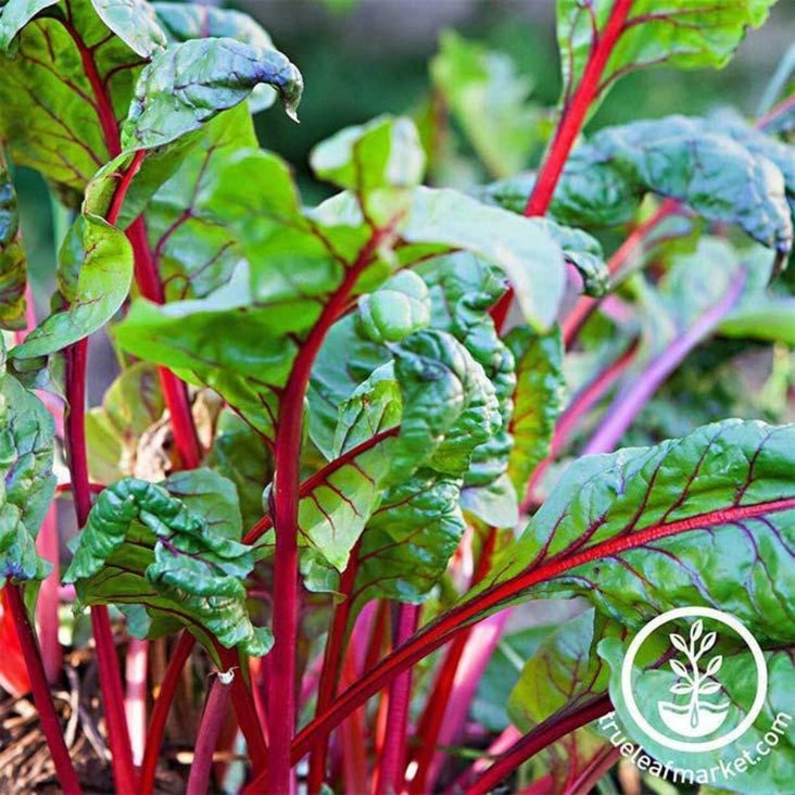 Swiss Chard Seed | Rhubarb