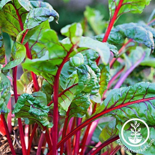 Swiss Chard Seed | Rhubarb