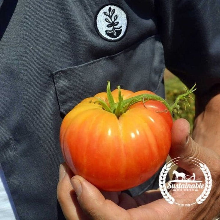 Organic Pineapple Tomato Seeds | Non-GMO, Heirloom - Buy Seeds
