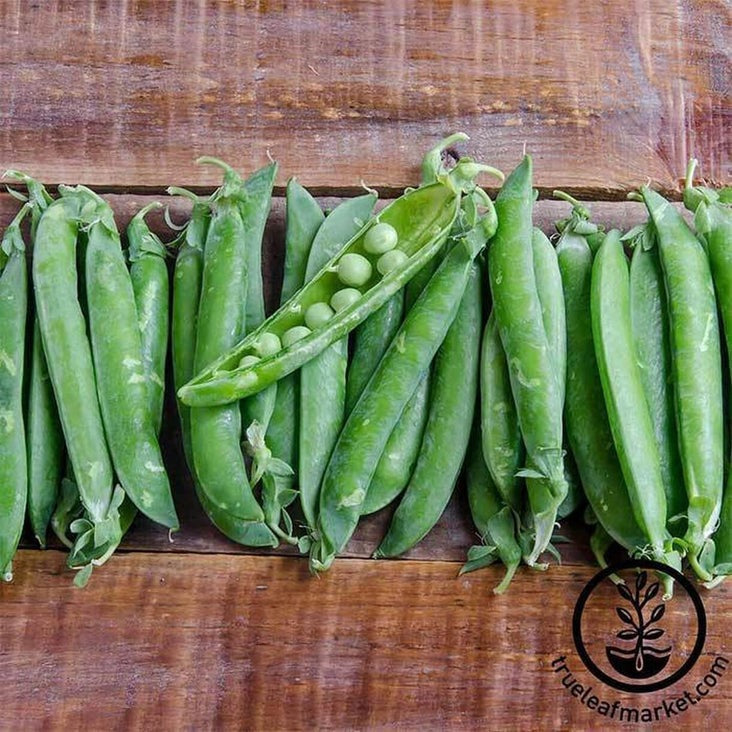 Pea Garden Seeds: Green Arrow - Packet to Bulk Seed