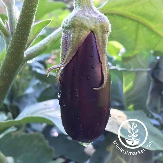 Eggplant Garden Seeds - Long Purple Seed | Buy Non-GMO Vegetable Seeds