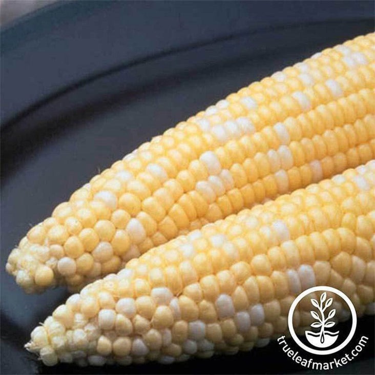 Ambrosia Hybrid Corn Seeds | Vegetable Planting Seeds - Farm & Garden