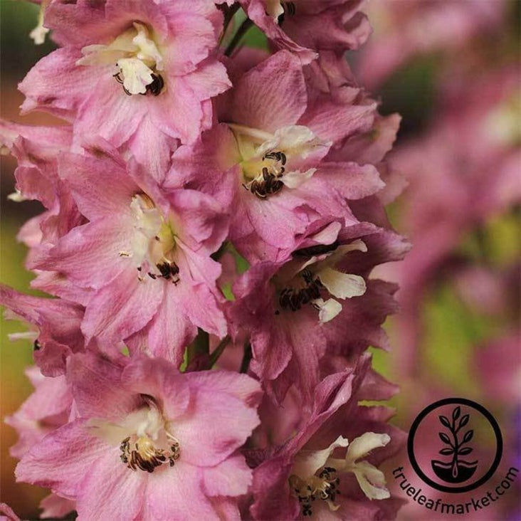Delphinium Flower Seeds - Pacific Giant | AKA: Alpine, Candle Larkspur