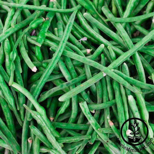 Treated Jade Bush Bean Seeds: Bulk Discount Seeds