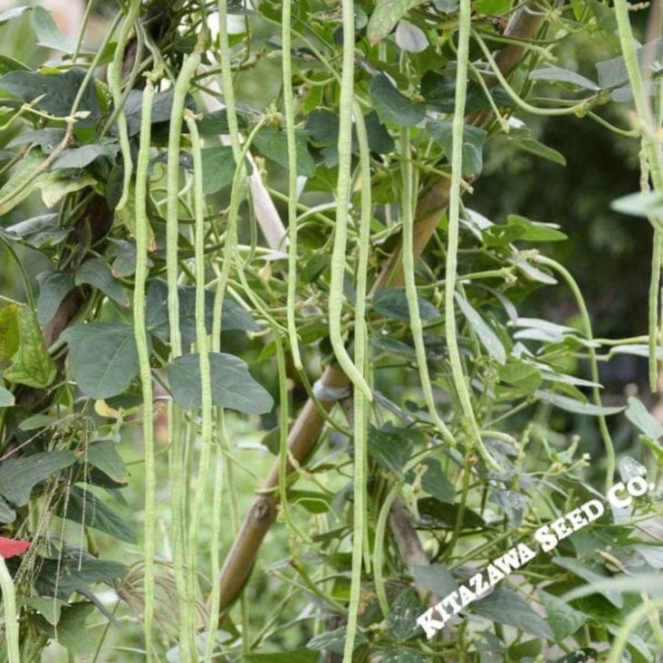 Oriental Yard Long Pole Bean Seeds: Non-GMO, Heirloom, Open Pollinated