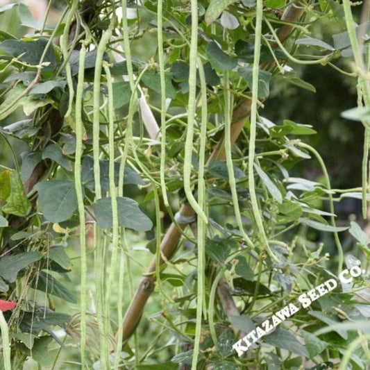 Oriental Yard Long Pole Bean Seeds: Non-GMO, Heirloom, Open Pollinated