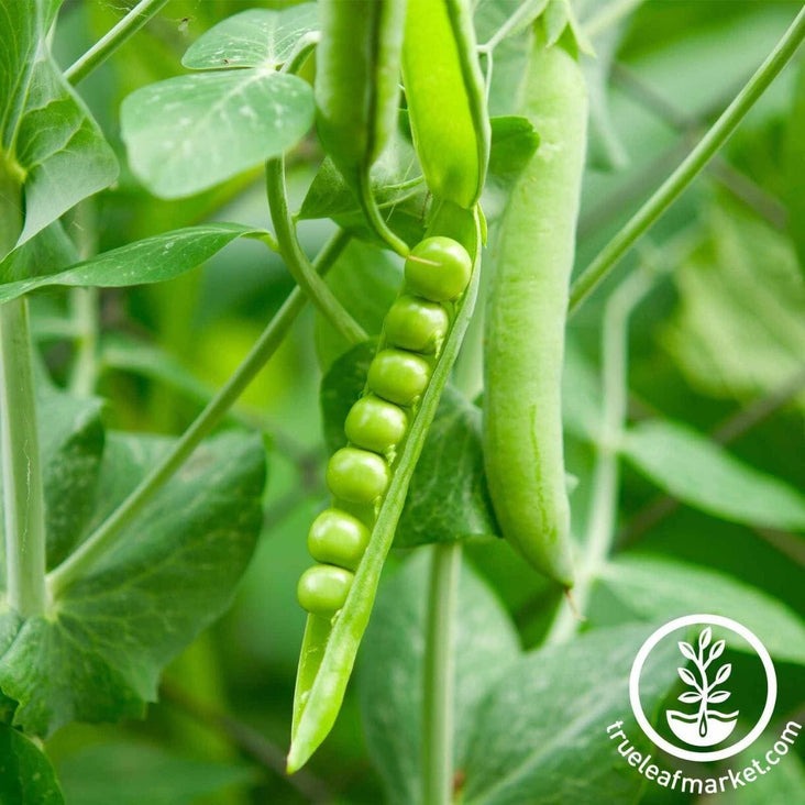 Garden Seeds Lincoln Pea Seeds - Treated | Farm & Garden Seed Supplier