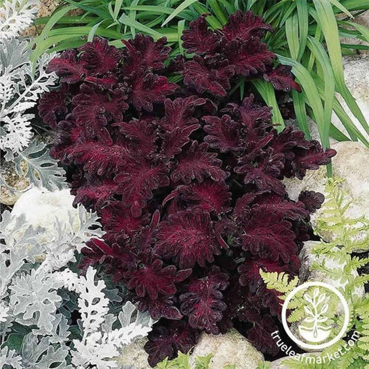 Black Dragon Coleus Seeds | AKA: Black Nettle, Flame Nettle - Free S&H
