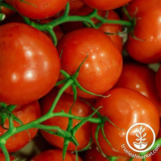 Tomato Garden Seeds - Jet Star Hybrid | Jetstar Tomato Seed - Free S&H