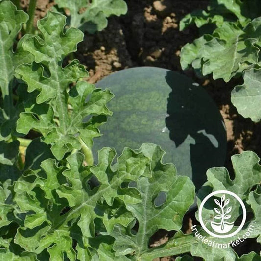 Non-GMO Sugar Baby Watermelon Seeds | Watermelon Garden Seed