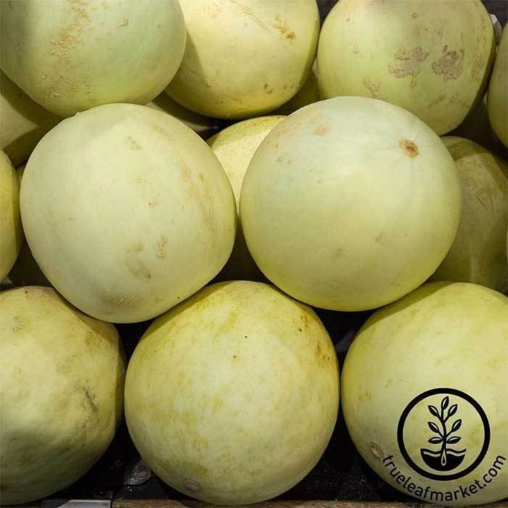 Honeydew Melon Seeds - Earli-Dew Hybrid | Non-GMO Fruit Garden Seeds