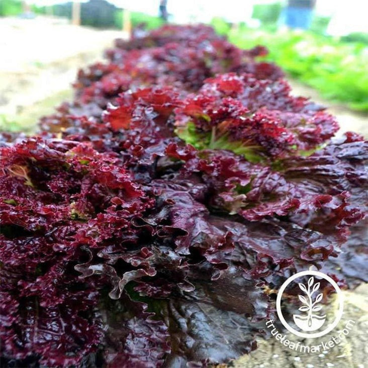 Heirloom Leaf Lettuce Seeds - Ruby Red | Non-GMO Vegetable Gardening