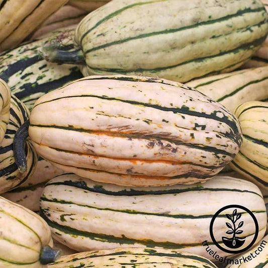 Winter Squash Vegetable Gardening Seeds - Delicata | Heirloom, Non-GMO