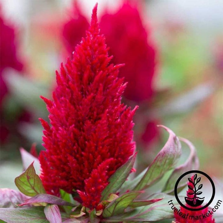 Celosia plumosa Seeds | Annual Plumed Celosia Flower Seeds - New Look
